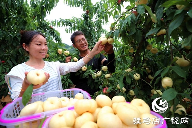 驻马店市驿城区：返乡创业大学生做乡村振兴“新农人”