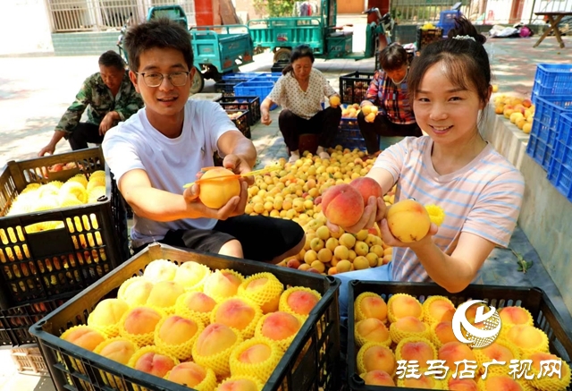驻马店市驿城区：返乡创业大学生做乡村振兴“新农人”