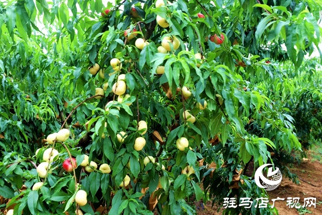 驻马店市驿城区：返乡创业大学生做乡村振兴“新农人”